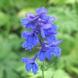 delphinium x belladonna bellamosum